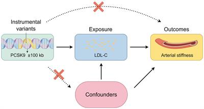 PCSK9 inhibitors ameliorate arterial stiffness in ACS patients: evidences from Mendelian randomization, a retrospective study and basic experiments